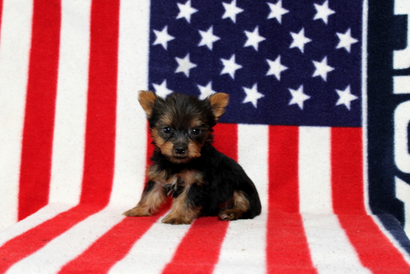 puppy, for, sale, Yorkshire Terrier, Matthew B. Stoltzfus, dog, breeder, Gap, PA, dog-breeder, puppy-for-sale, forsale, nearby, find, puppyfind, locator, puppylocator, aca